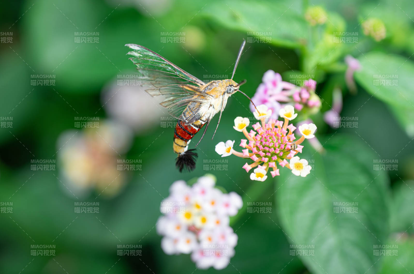 蜂鳥蛾采蜜瞬間