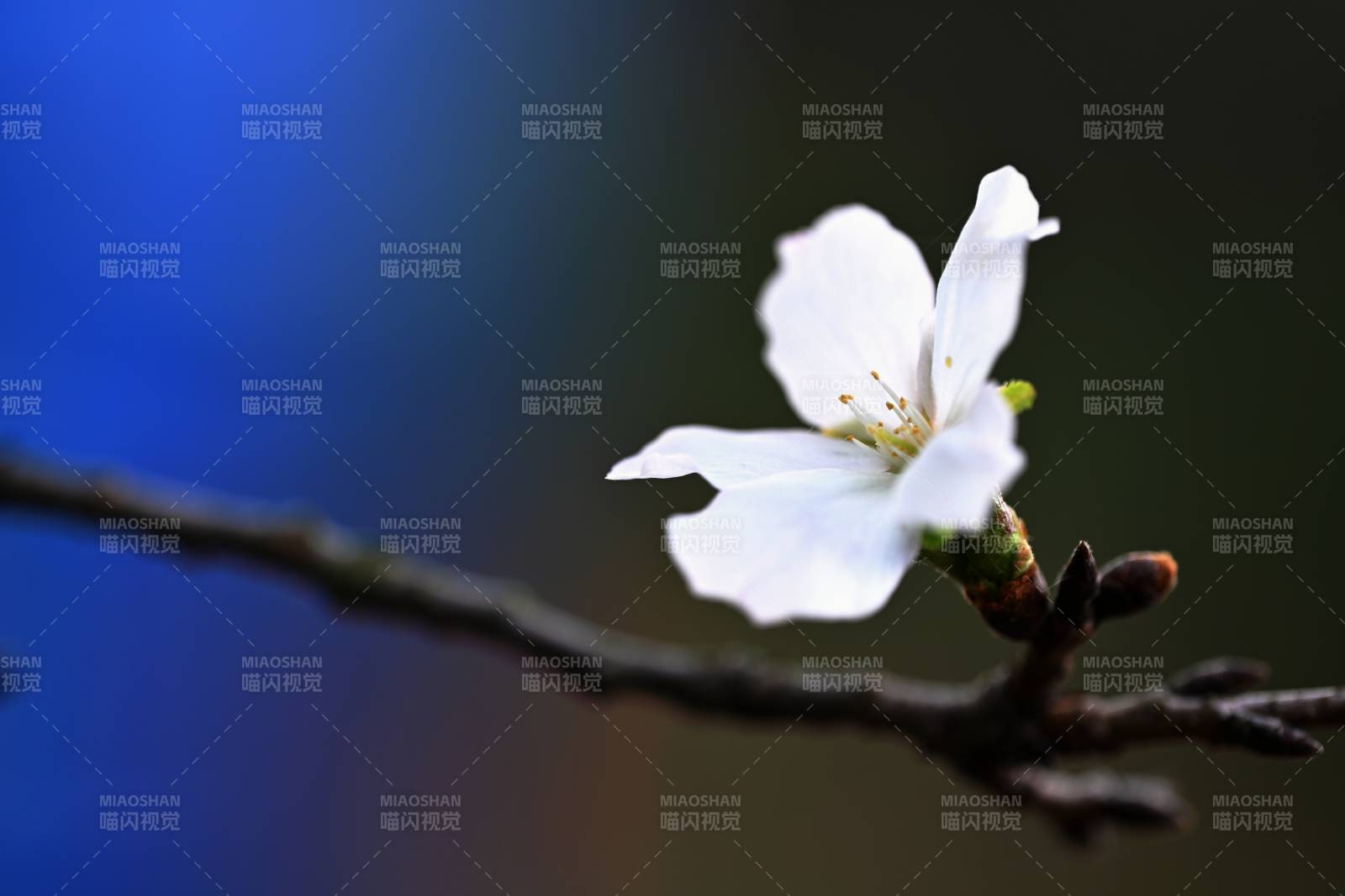 櫻花深秋也綻放（浙江山區）