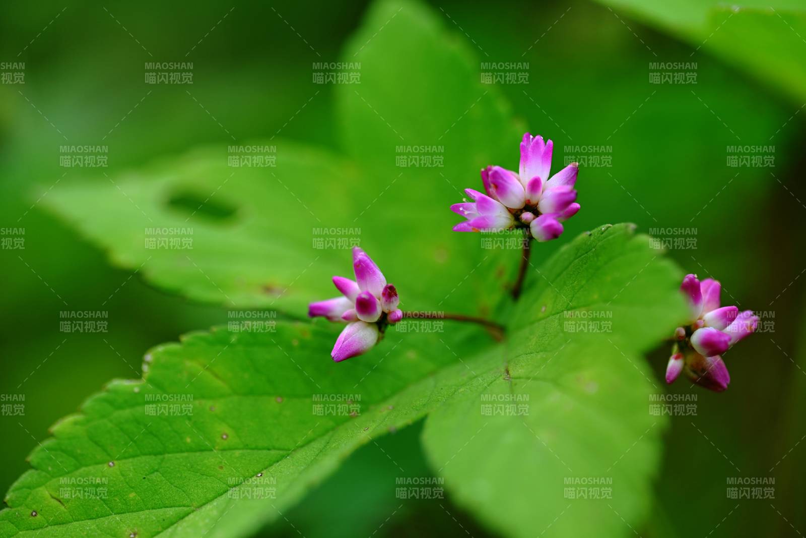 紫花綠葉相映成趣