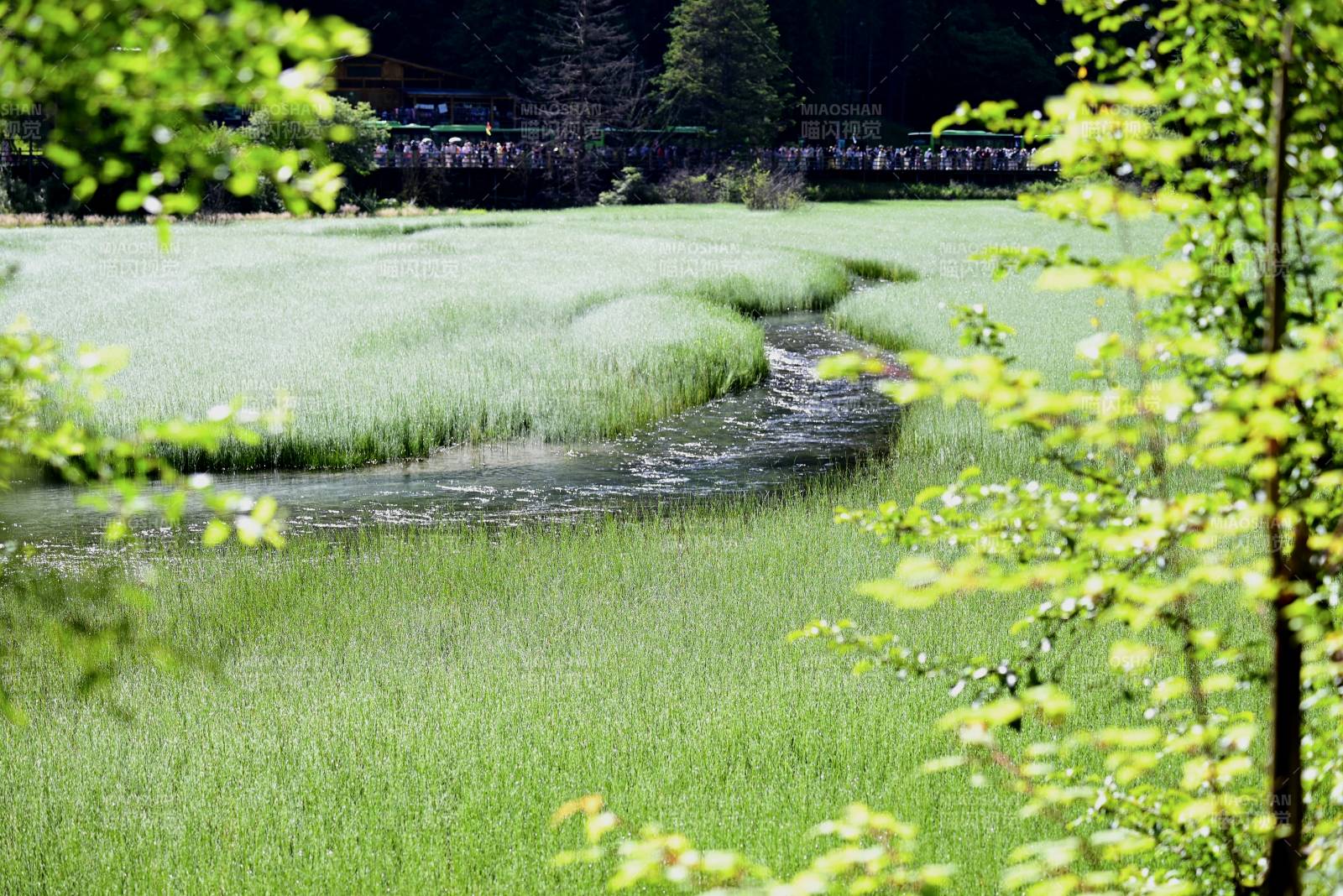 綠意盎然的濕地風光