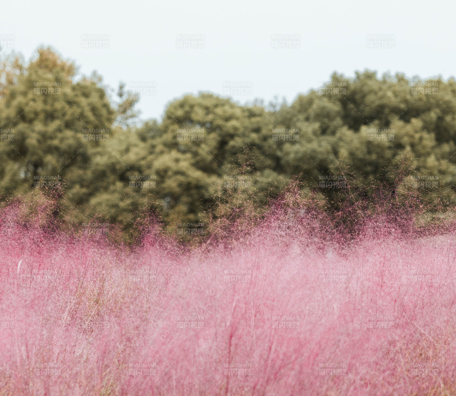 粉紅花海--粉黛亂子草