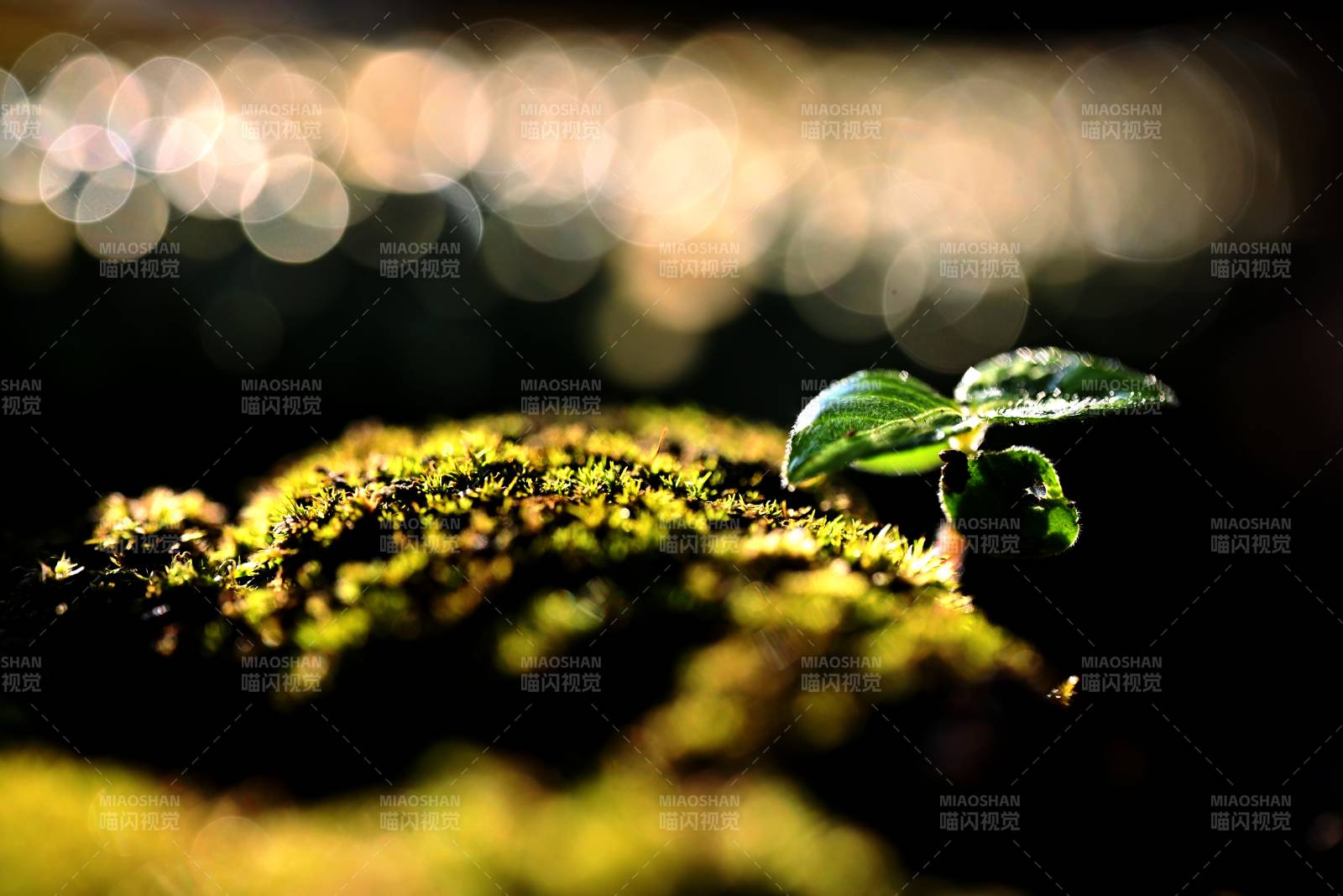 萌芽破土 生機盎然