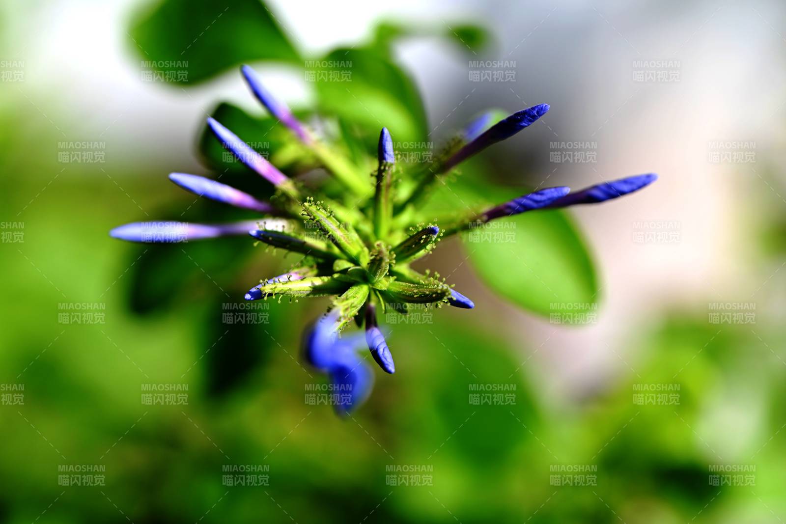 藍(lán)花綻放綠葉間