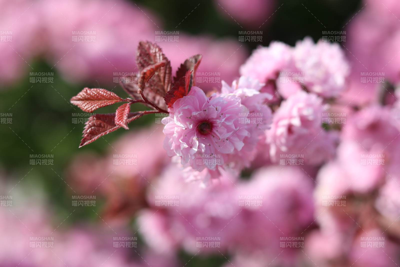 櫻花綻放春意濃