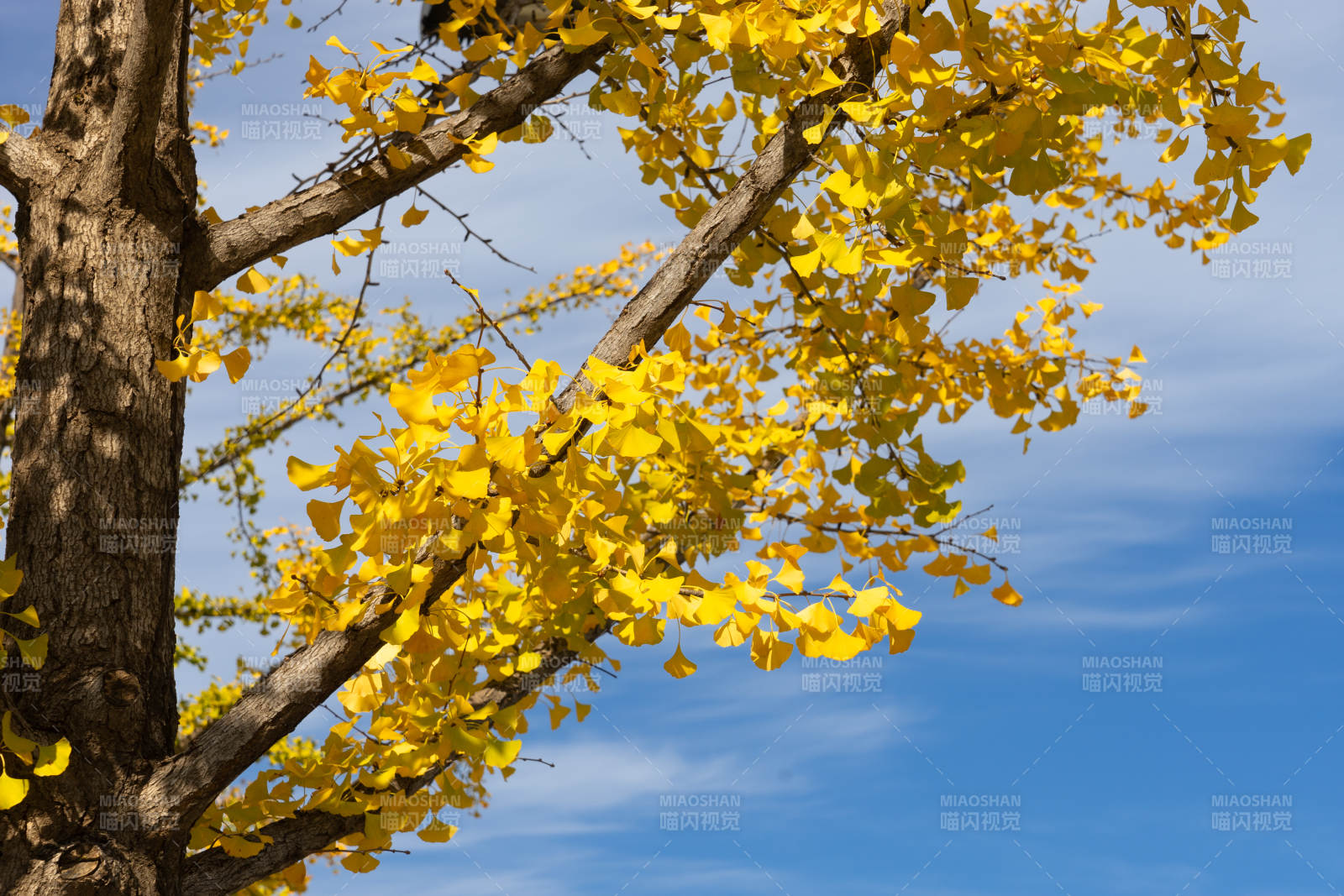 秋葉金黃映藍(lán)天