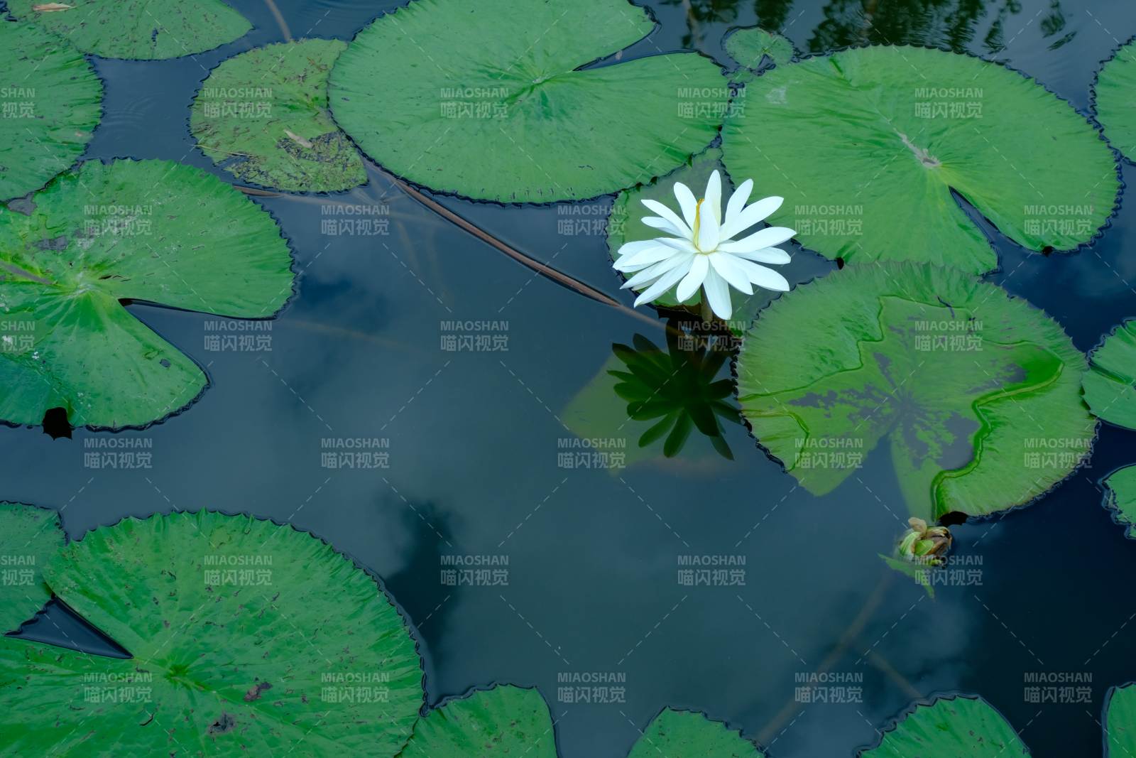 池塘睡蓮靜謐綻放