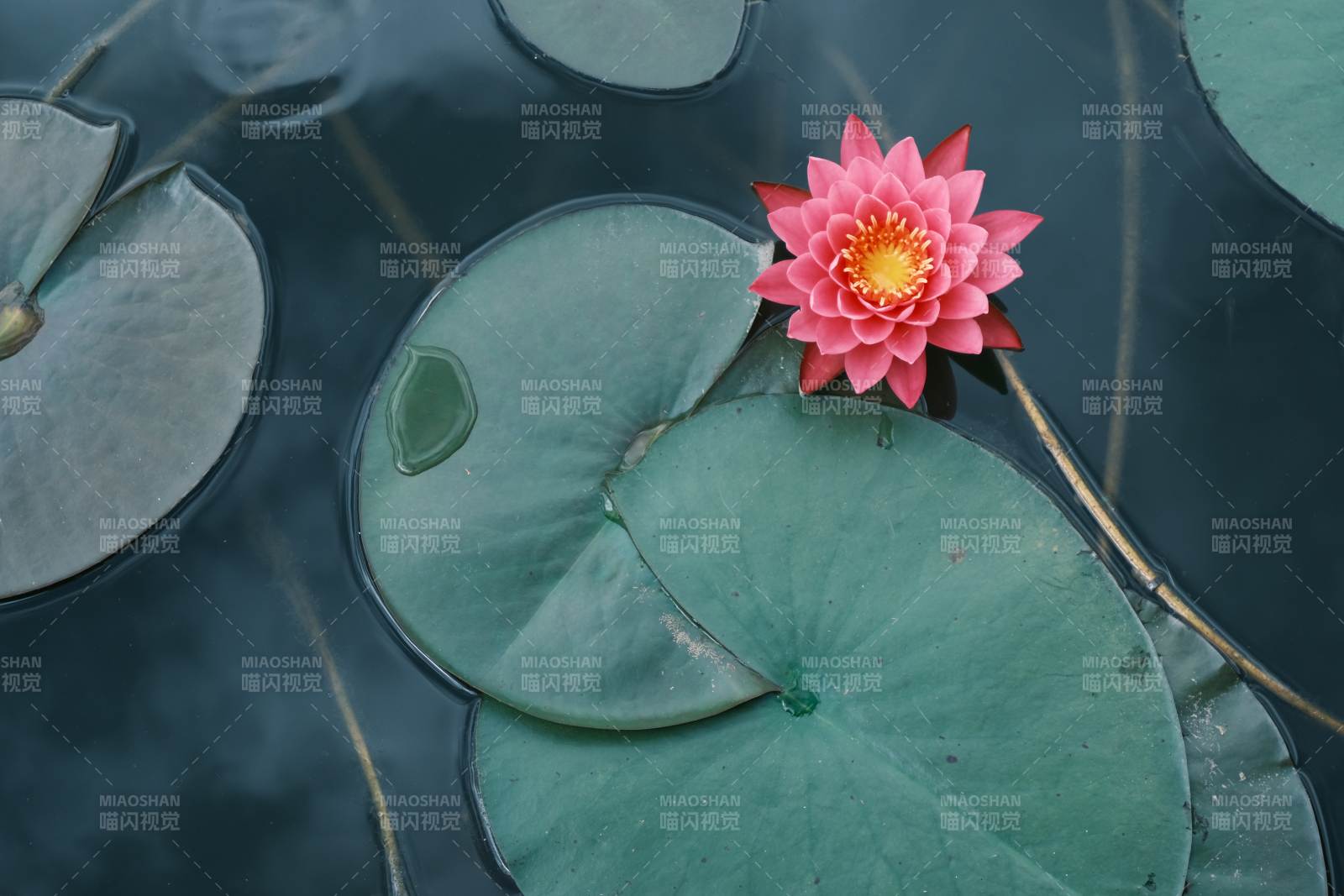 荷花映水 靜謐之美