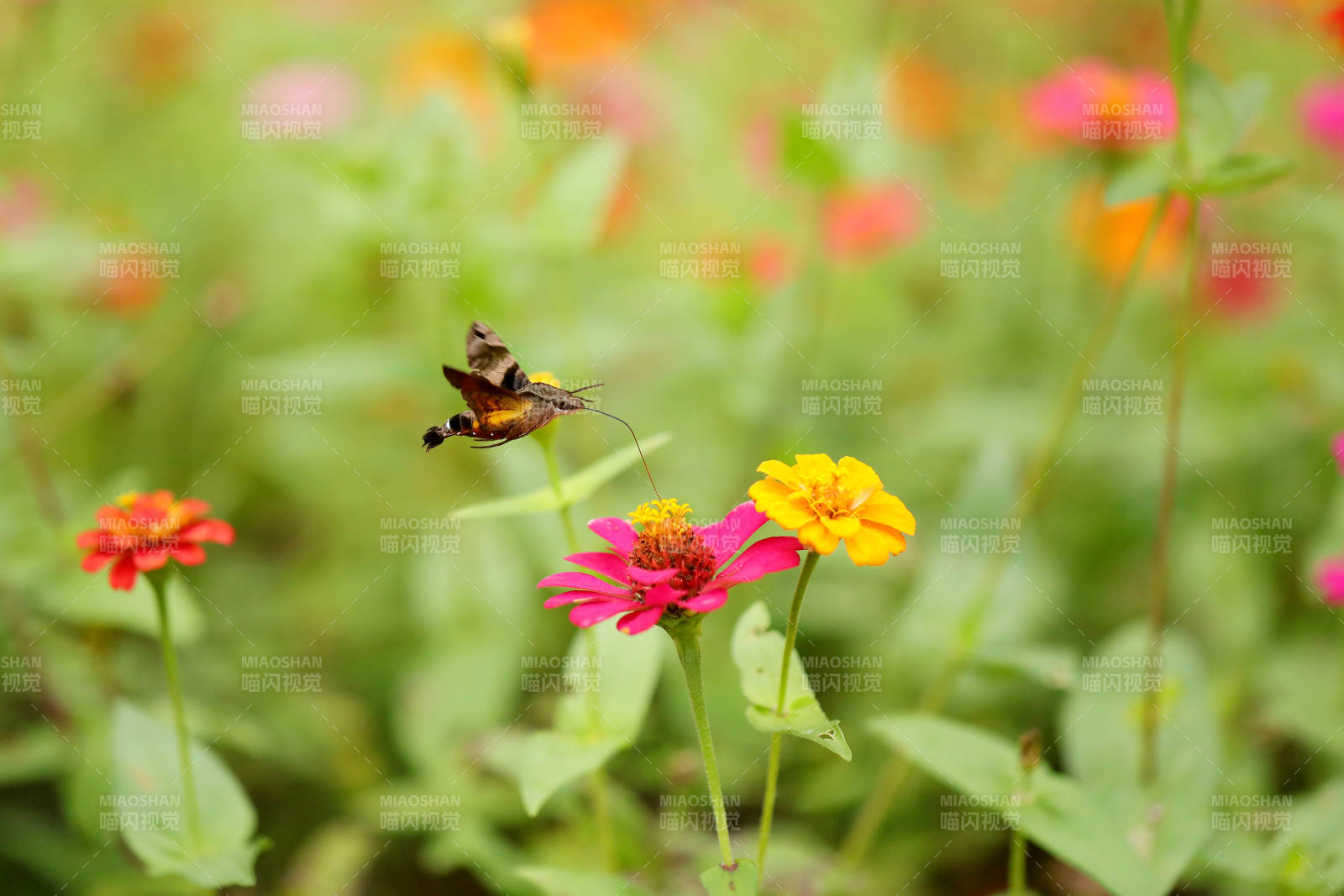蜂鸟鹰蛾采蜜抓拍