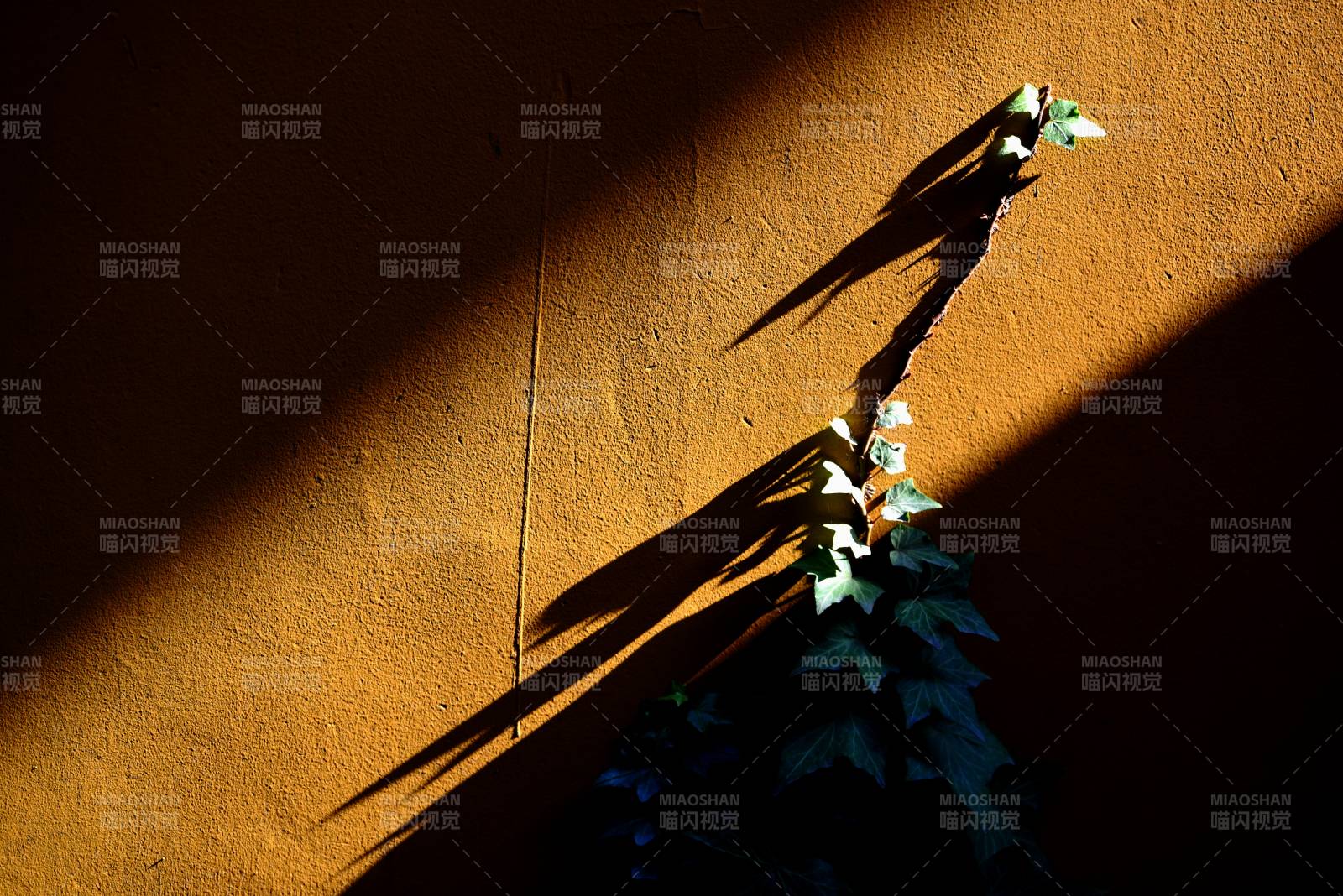 光影下的植物剪影
