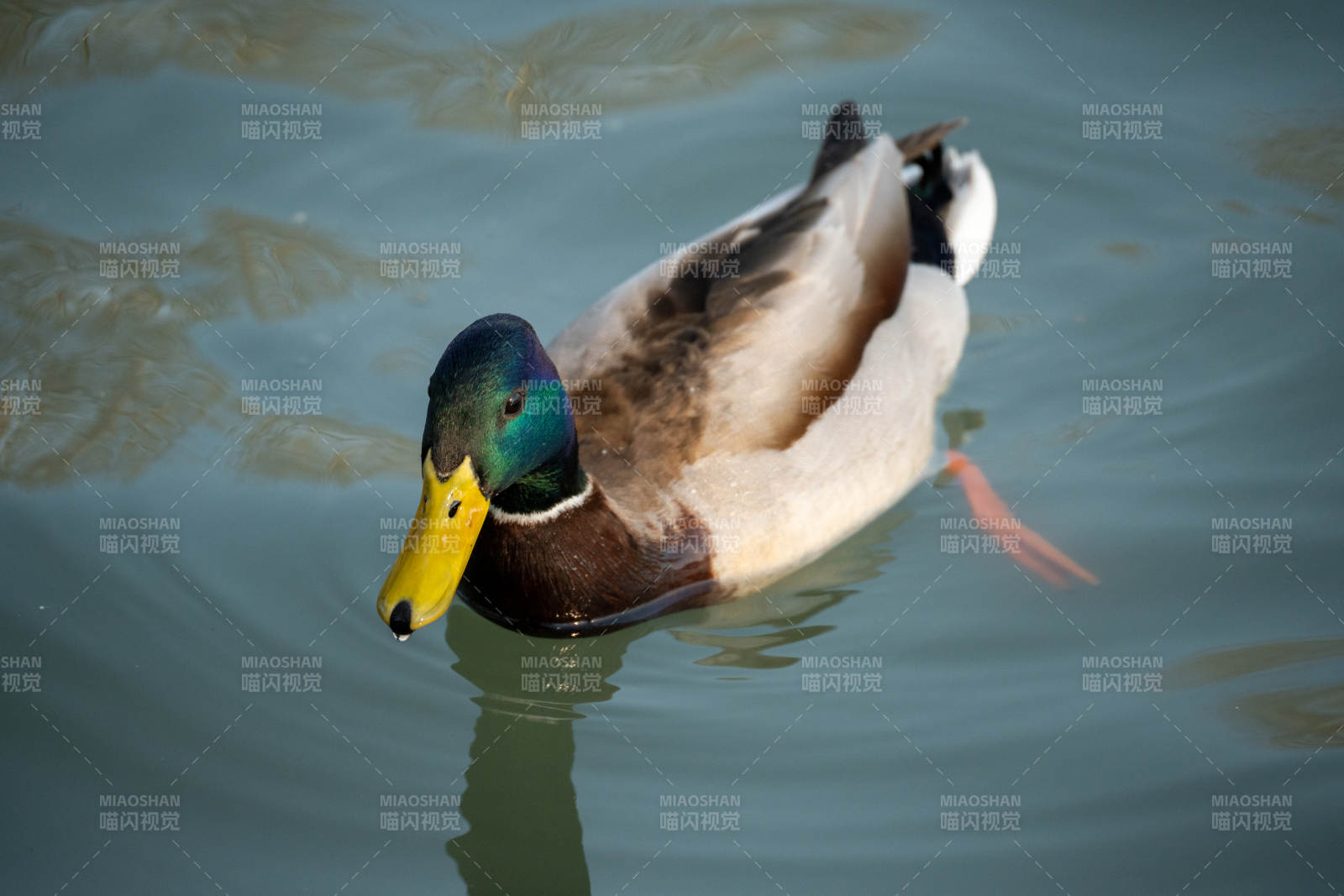 綠頭鴨悠游水面
