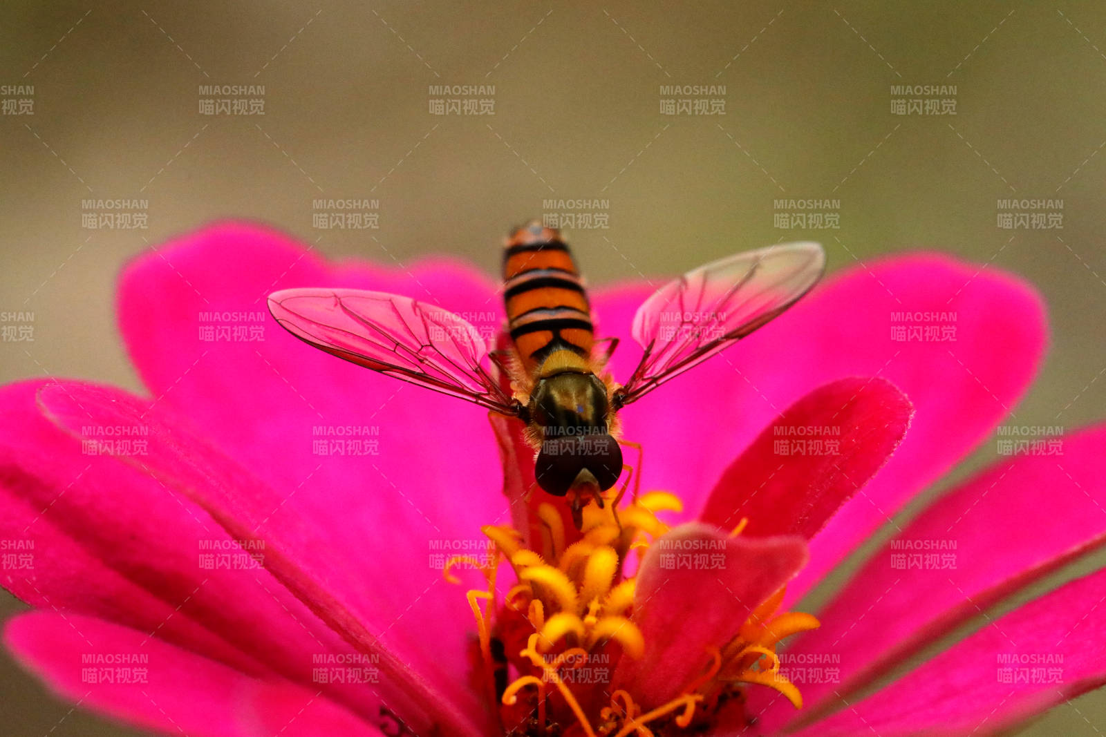 食蚜蝇采蜜特写