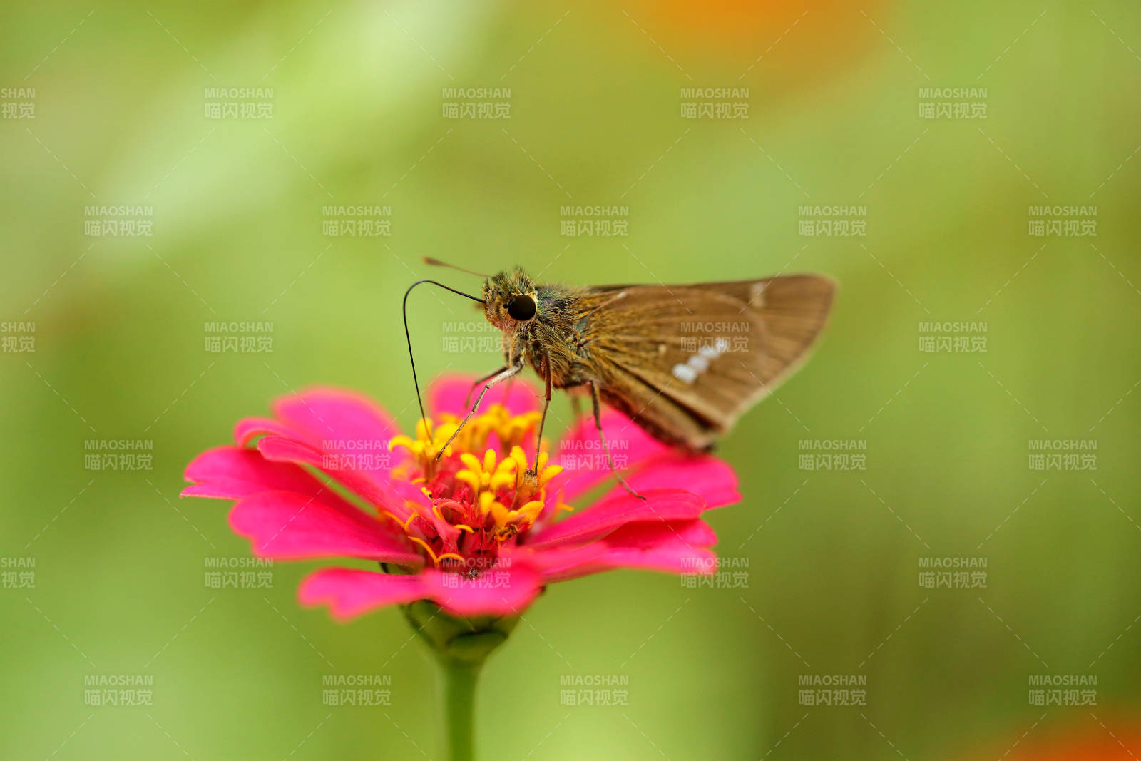 红色花朵上的稻弄蝶特写