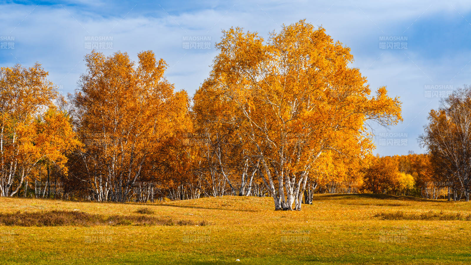 烏蘭布統秋日金林美景