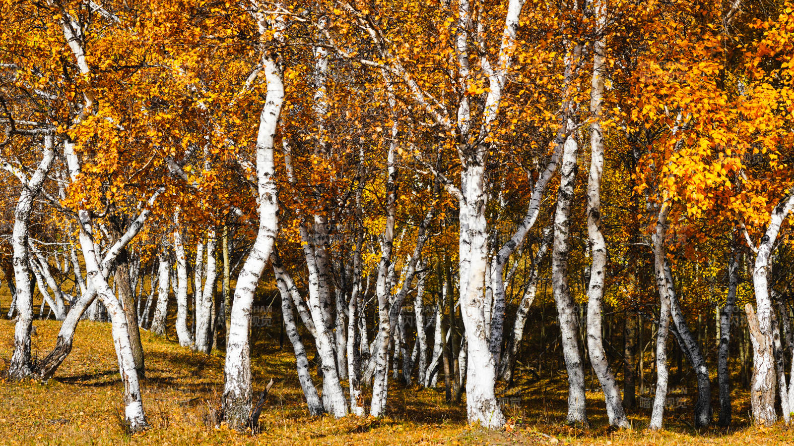 烏蘭布統秋日白樺林