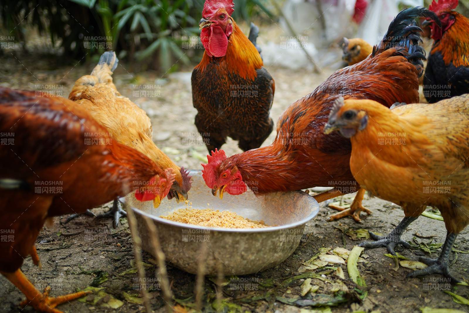 雞群爭食畫面