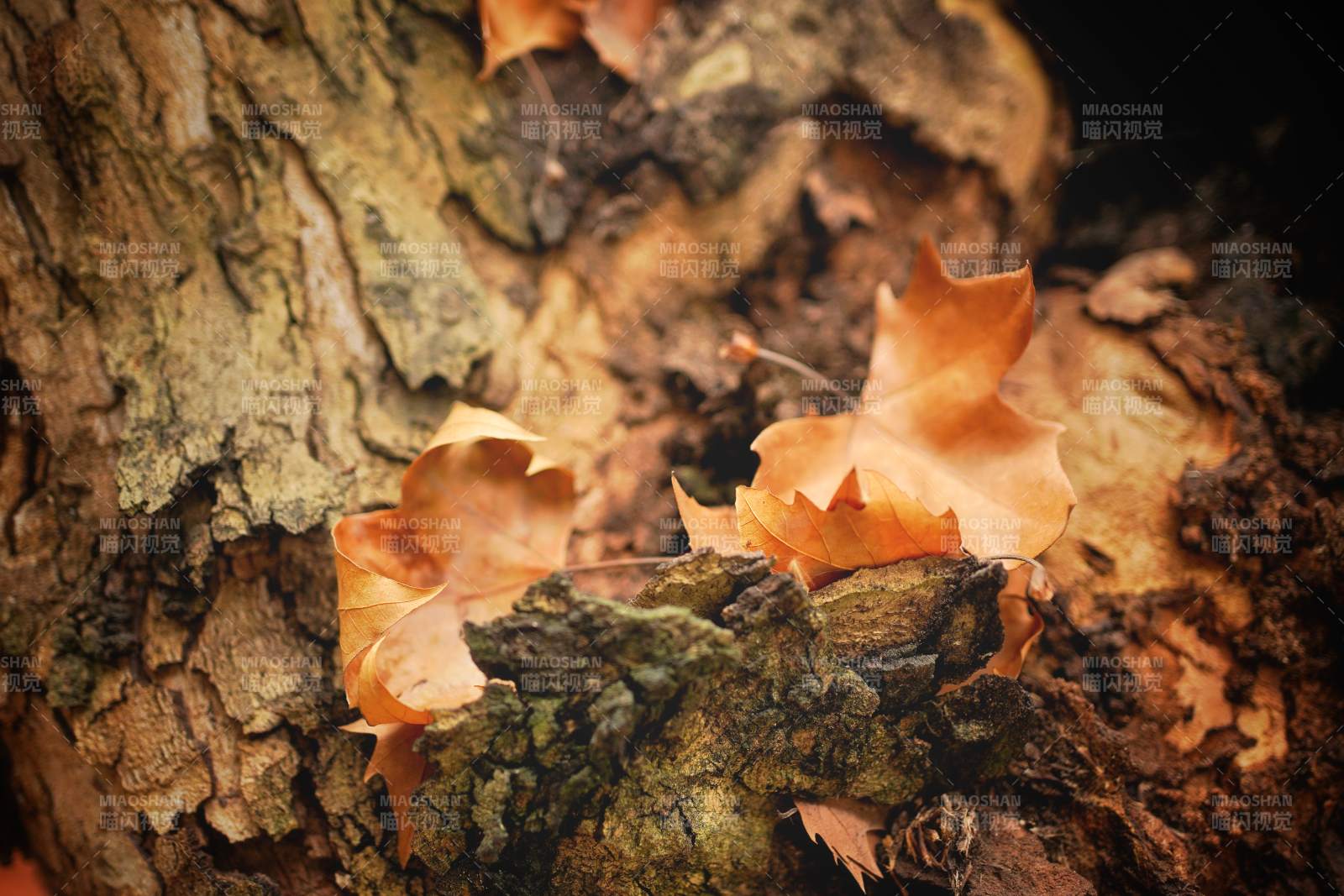 秋葉棲樹 靜美如詩