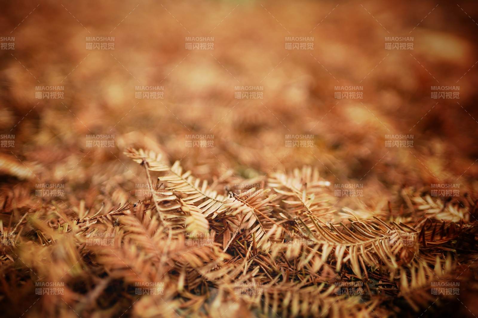 秋葉鋪地 靜謐自然