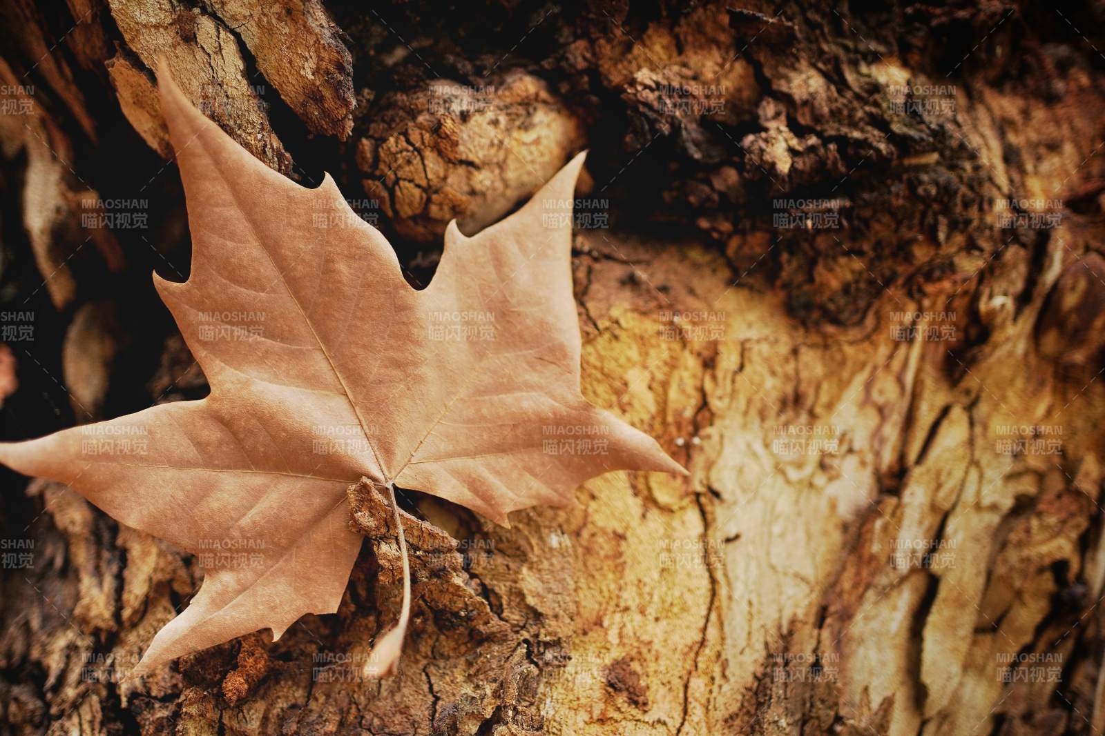 秋葉靜臥樹皮上