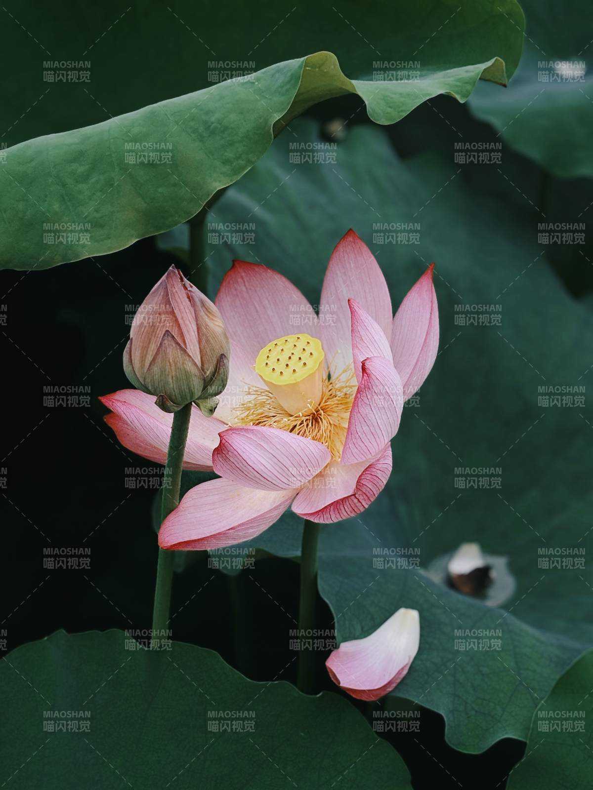 荷花綻放 粉嫩嬌艷