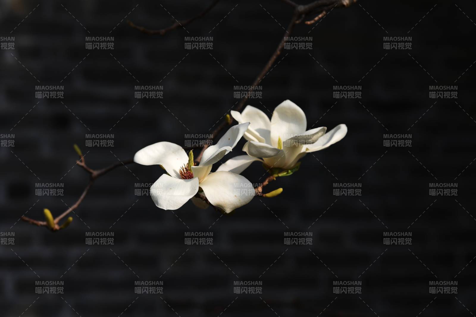 玉兰花开 静谧之美