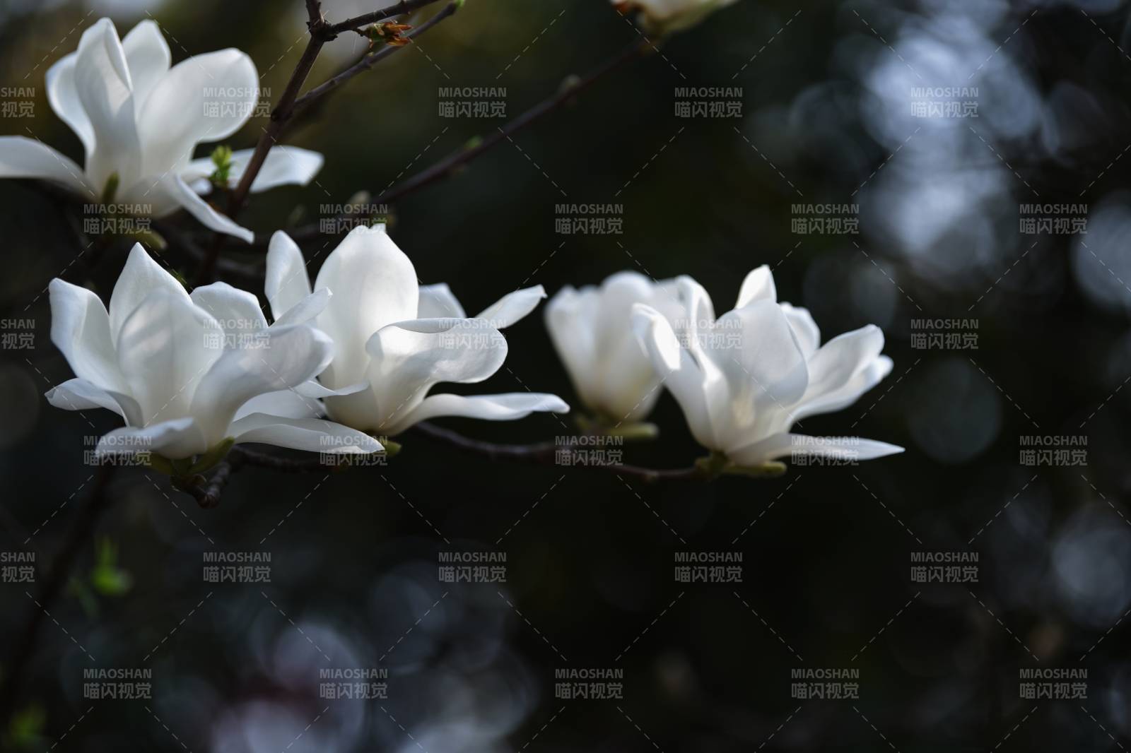 玉蘭綻放 潔白如雪