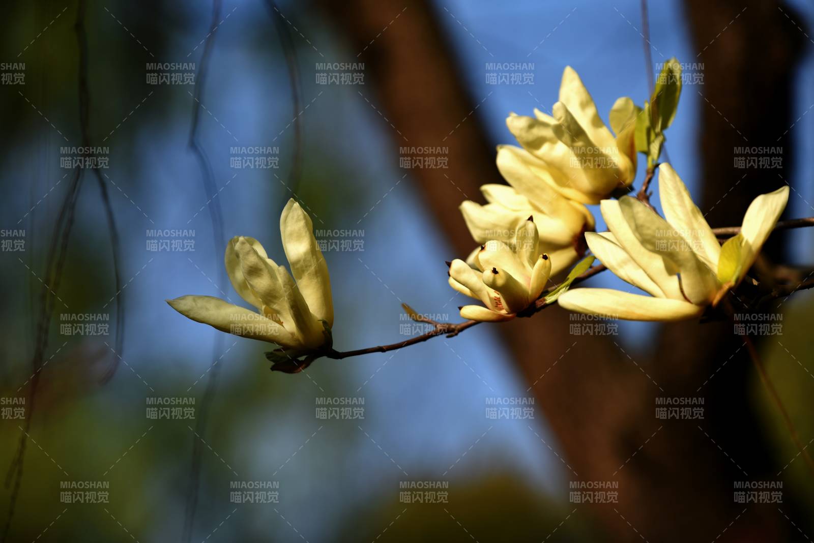 玉蘭花綻放枝頭