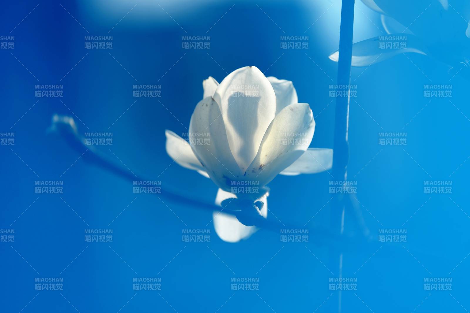 藍幕白花靜綻放