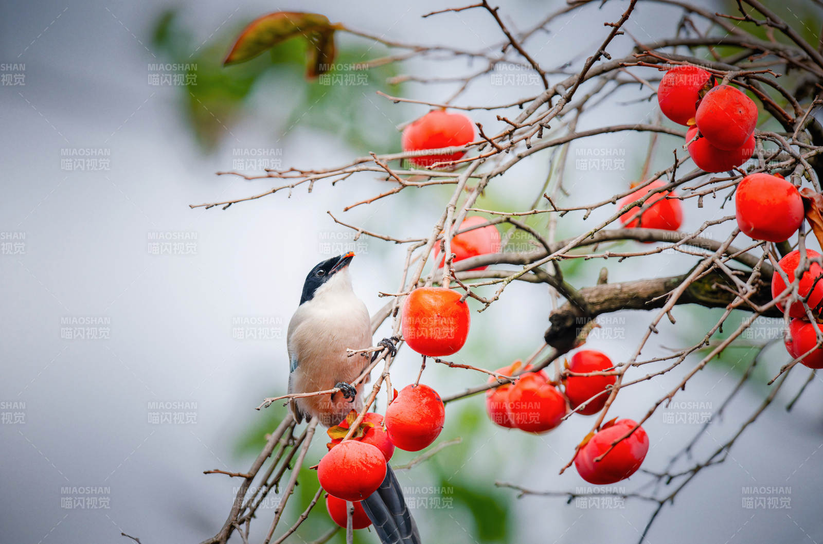 鳥棲柿枝紅果映