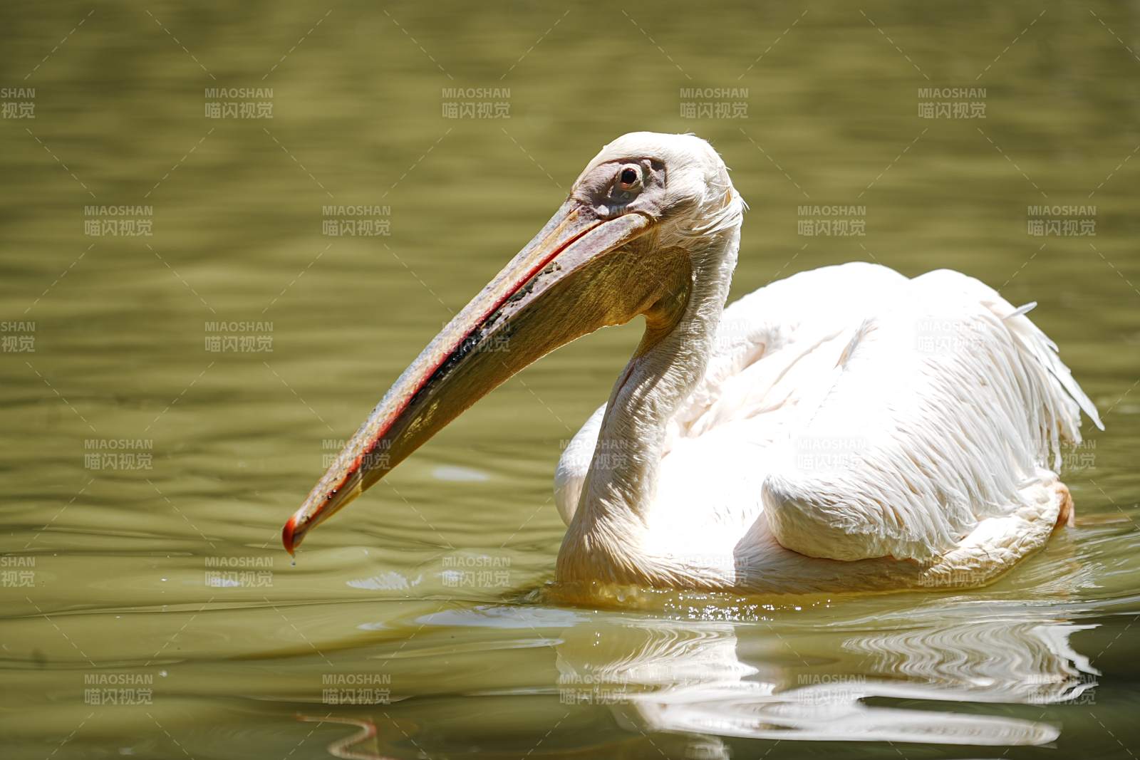白鵜鶘水中靜憩