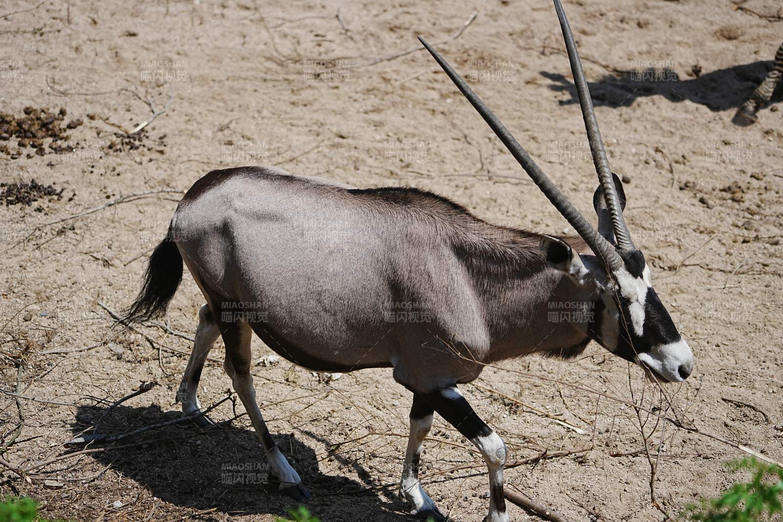 長角羚在沙地行走