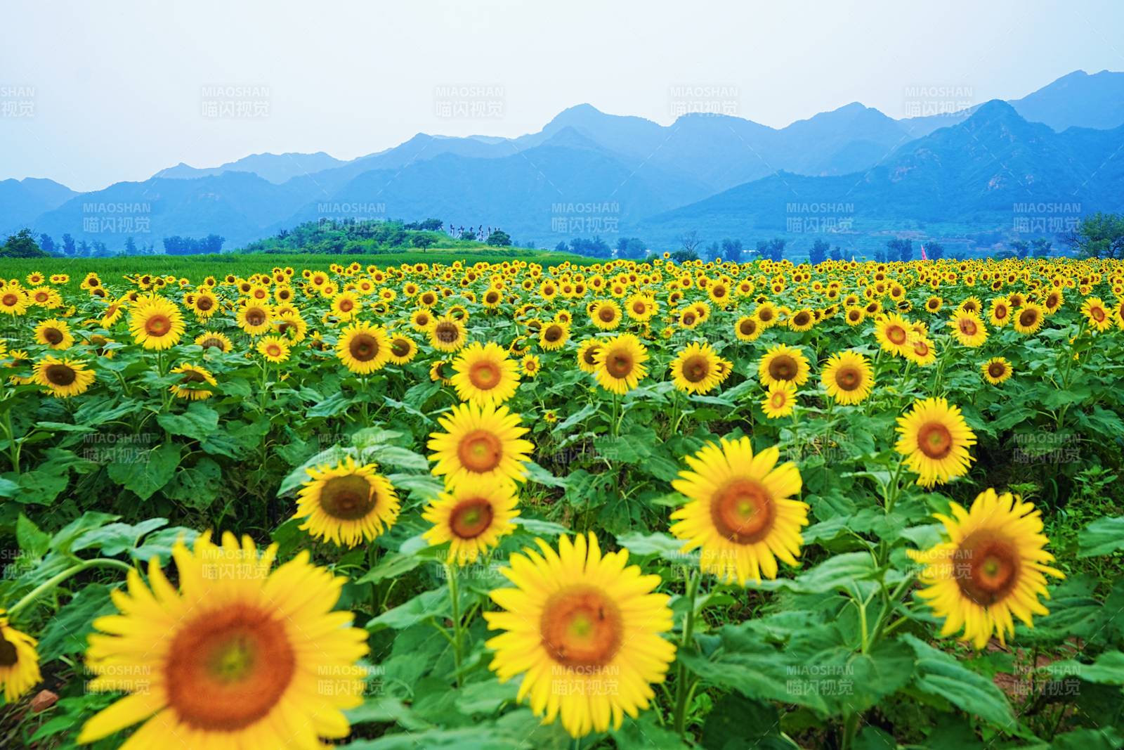 向日葵花海