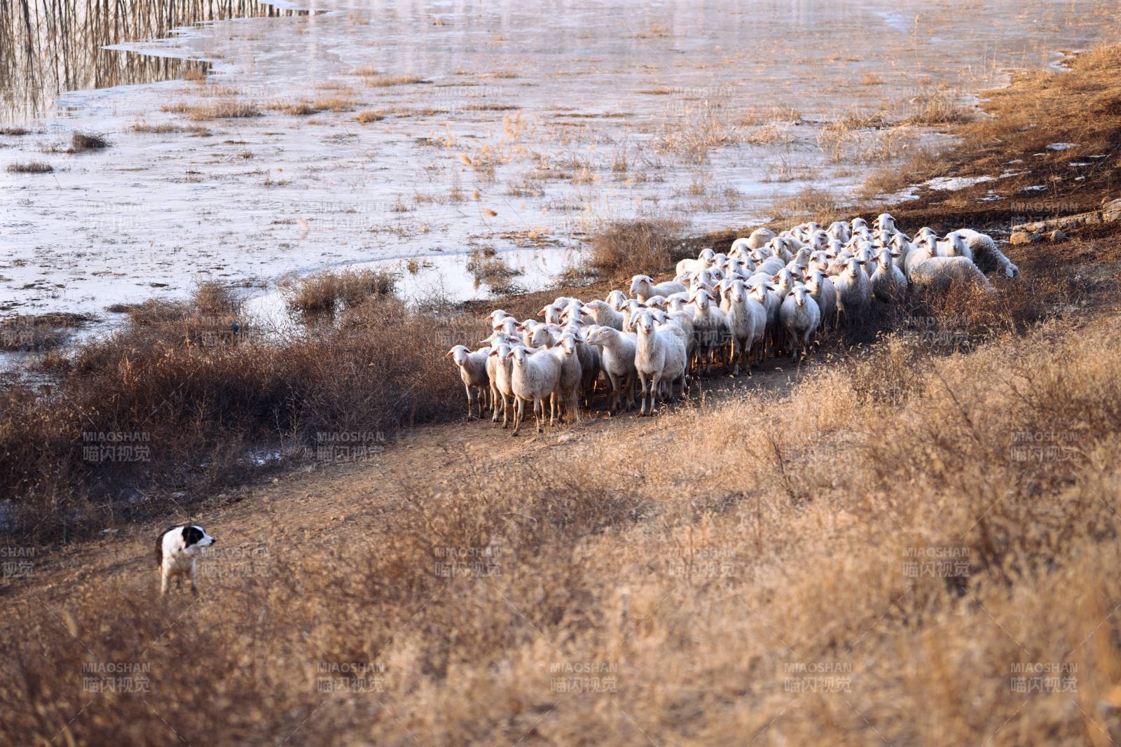 羊群行進在枯草地上