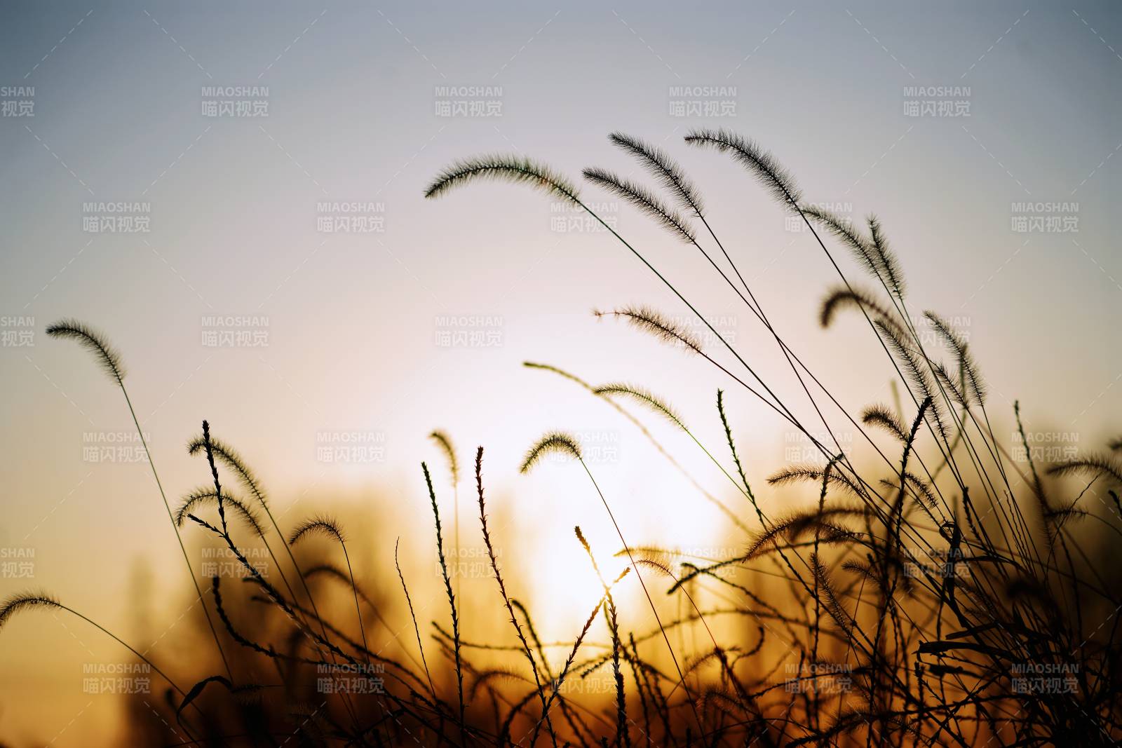 夕陽下的草影