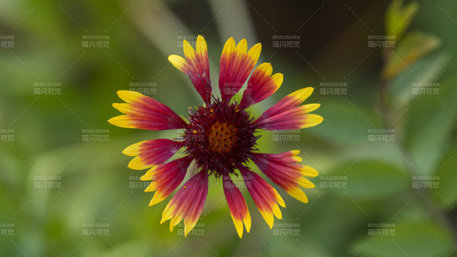 秋天的菊花綻放