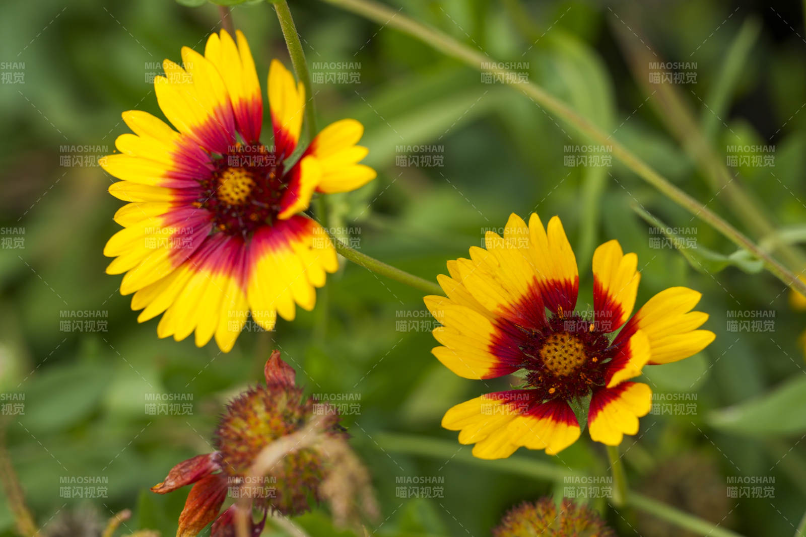 艷麗的野花綻放