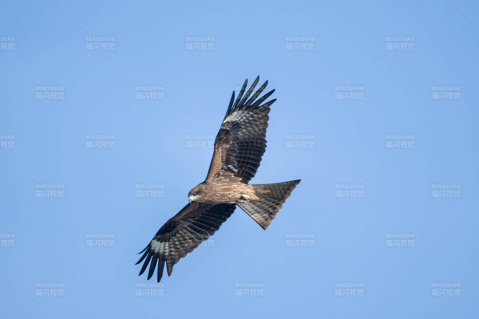 翱翔天際的猛禽