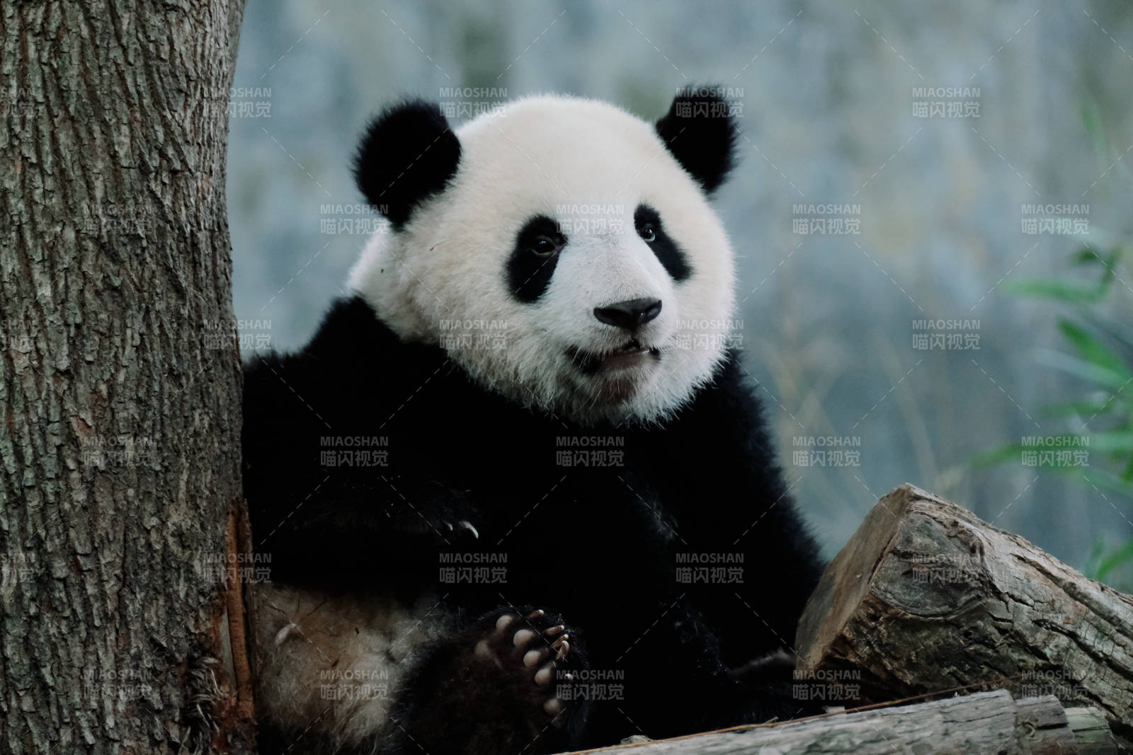 熊貓倚樹靜坐