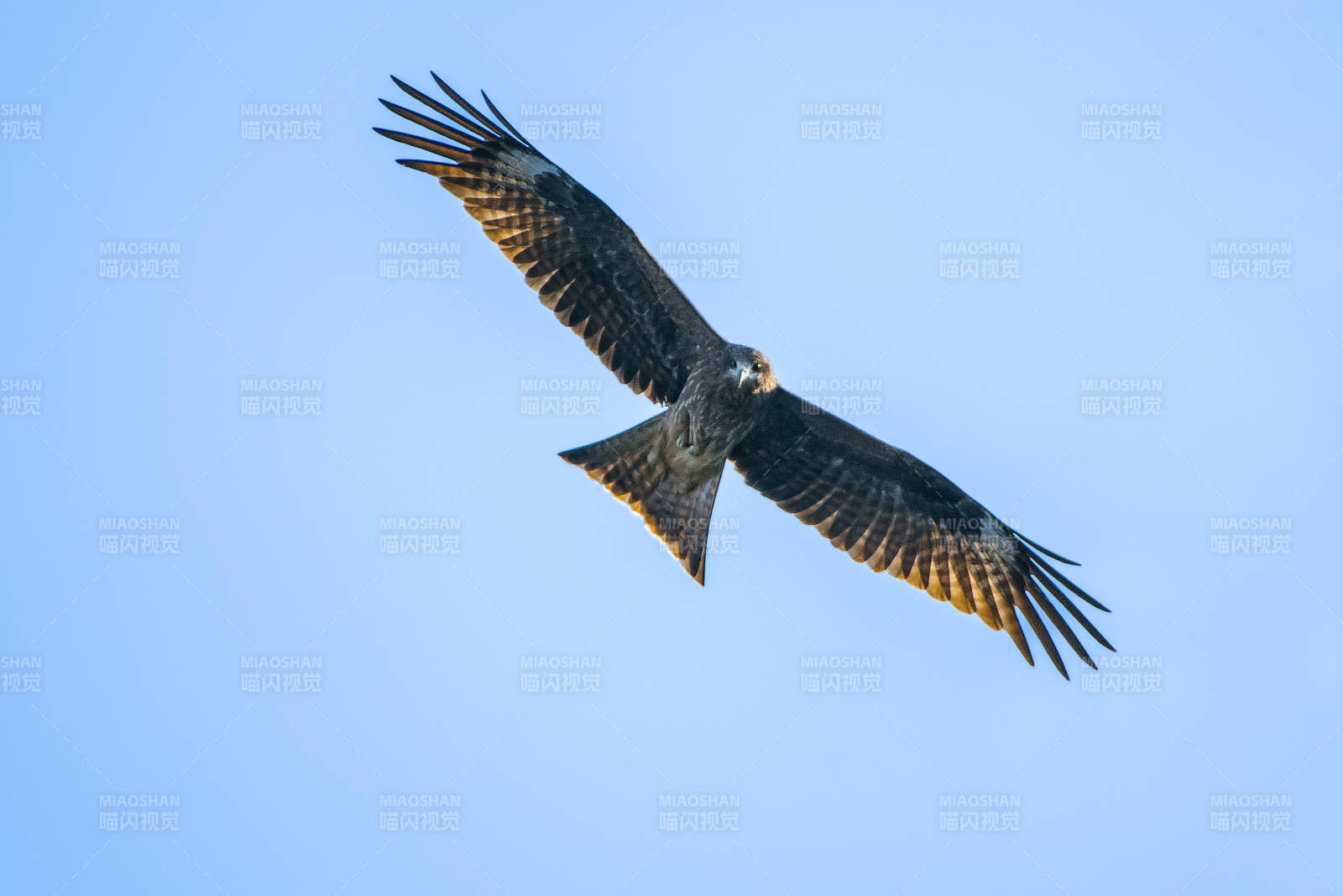 翱翔天際的猛禽