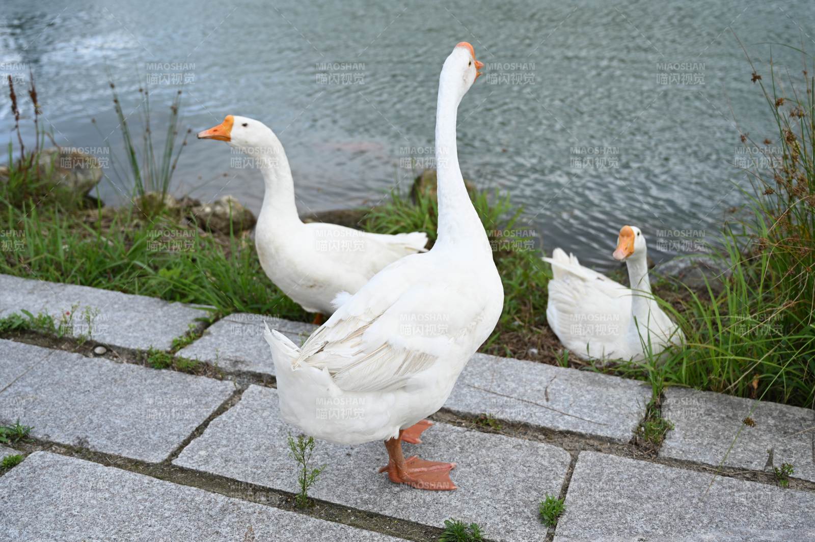 湖邊白鵝悠然自得
