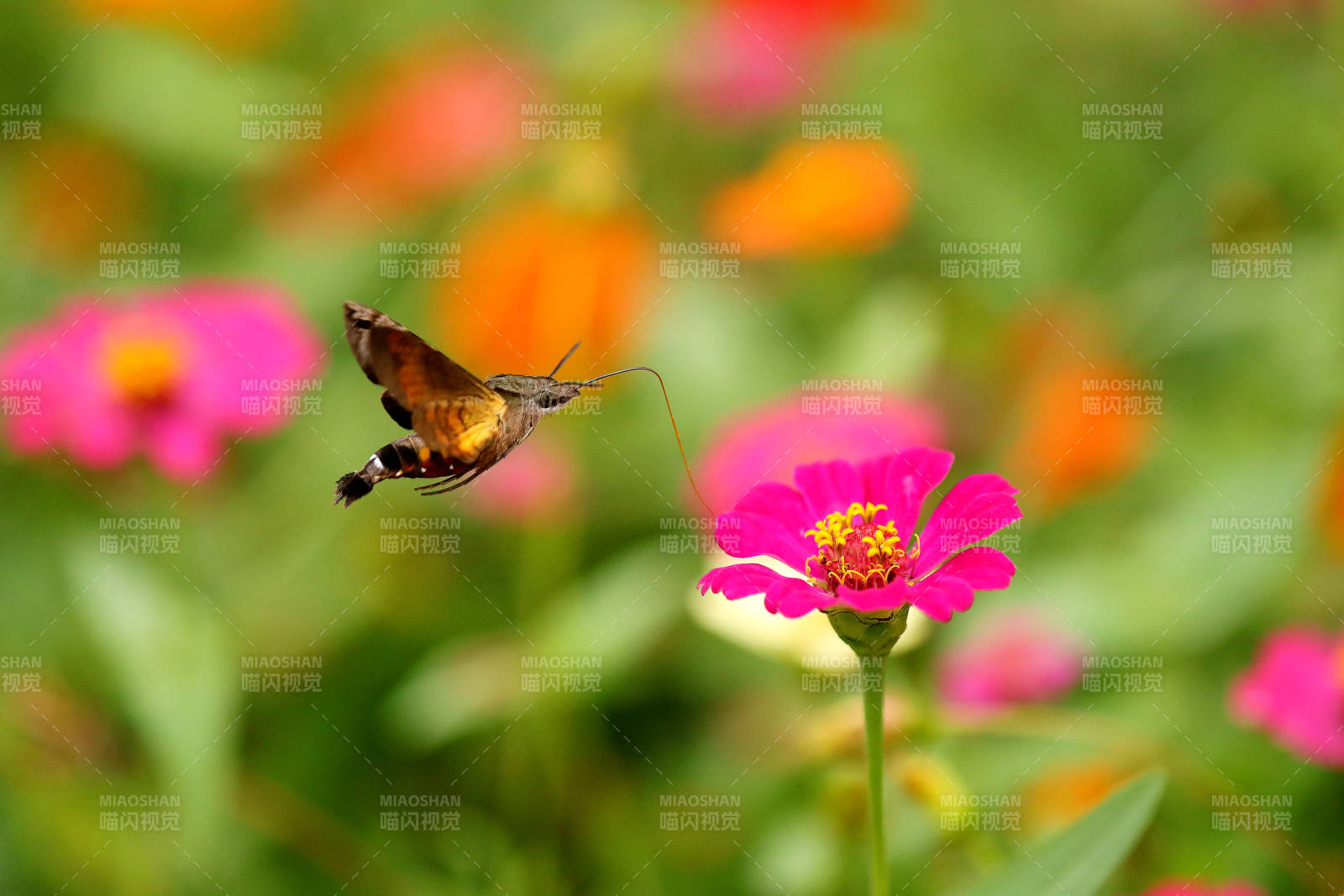 蜂鳥鷹蛾采蜜特寫