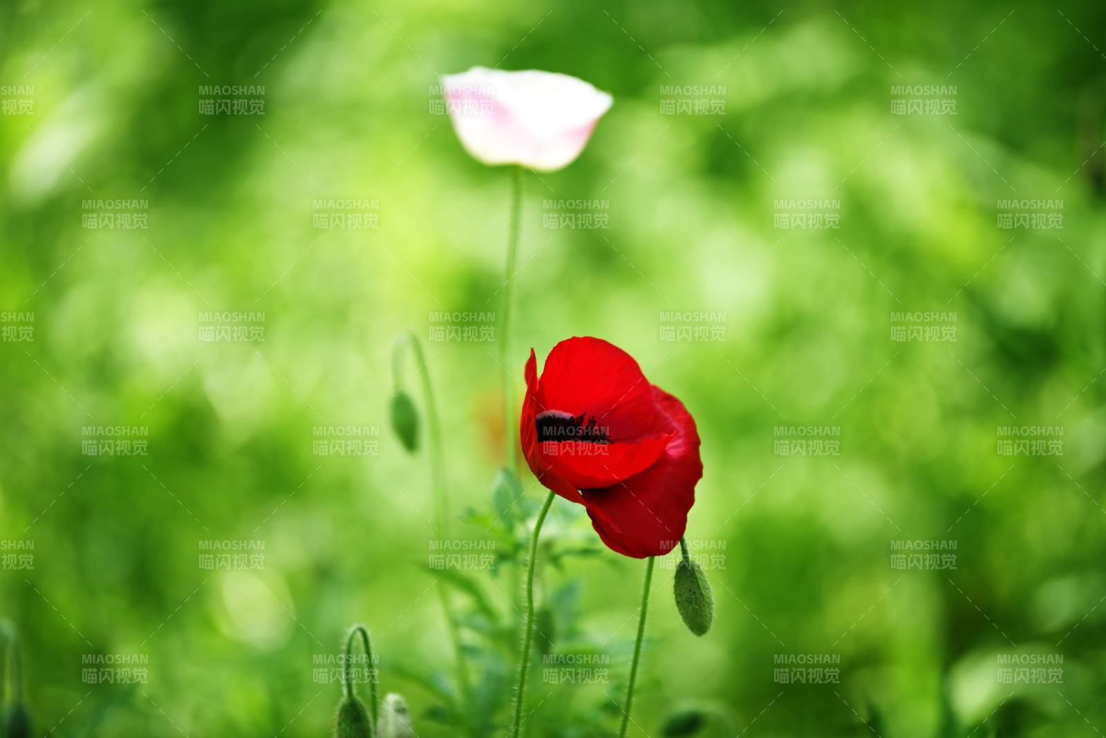 红花绿野静谧景