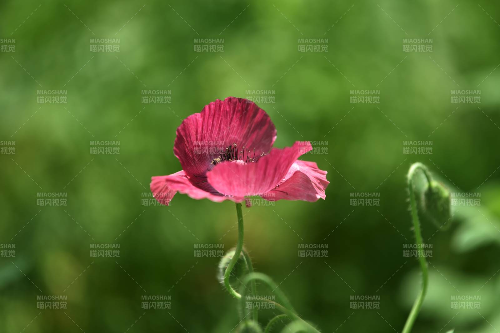 粉红虞美人花绽放