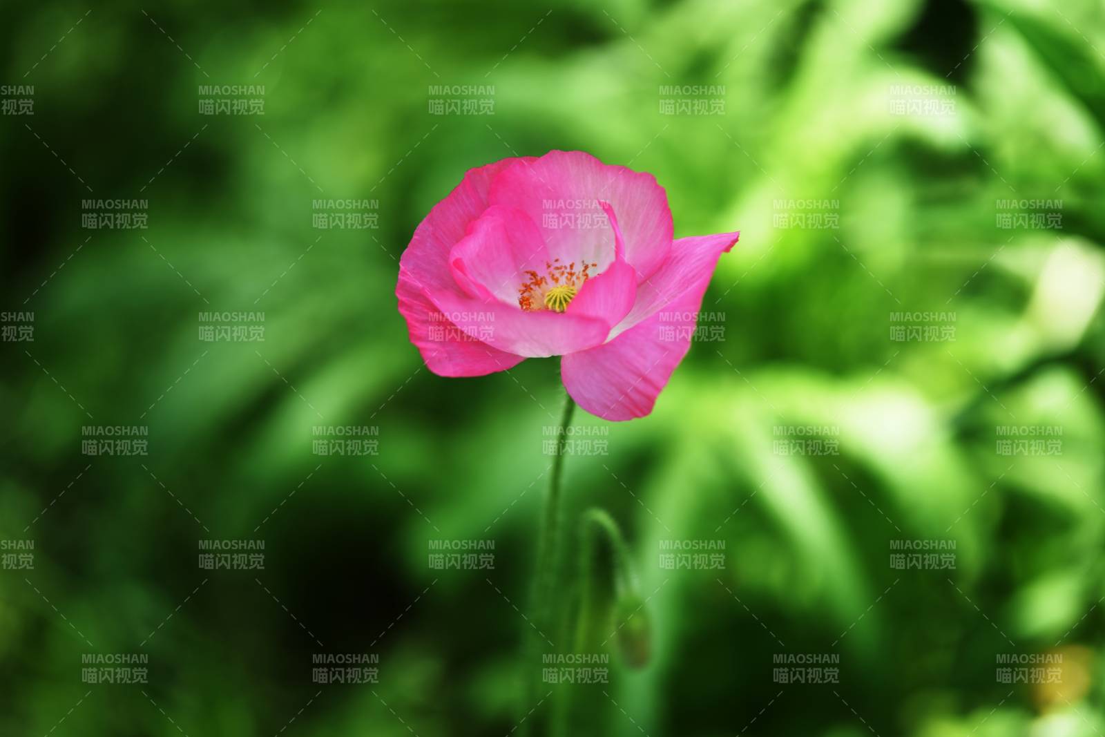 粉红虞美人花绽放