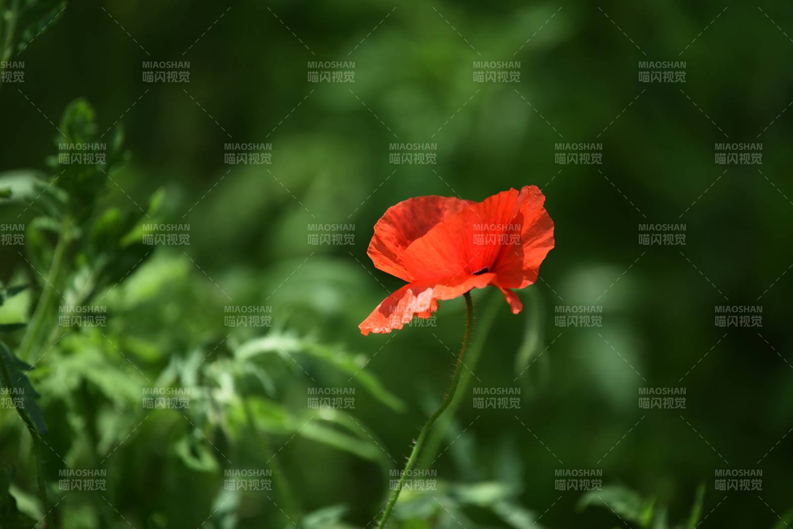 虞美人花在綠葉中綻放