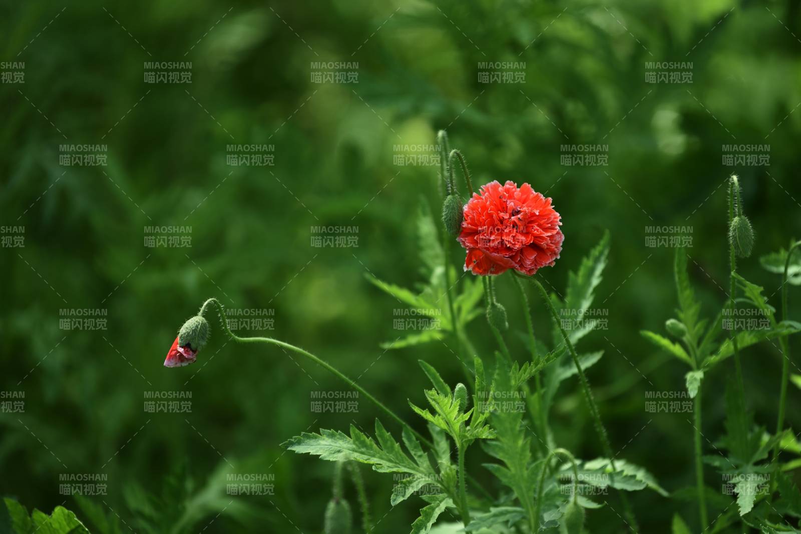 紅花綠葉相映成趣