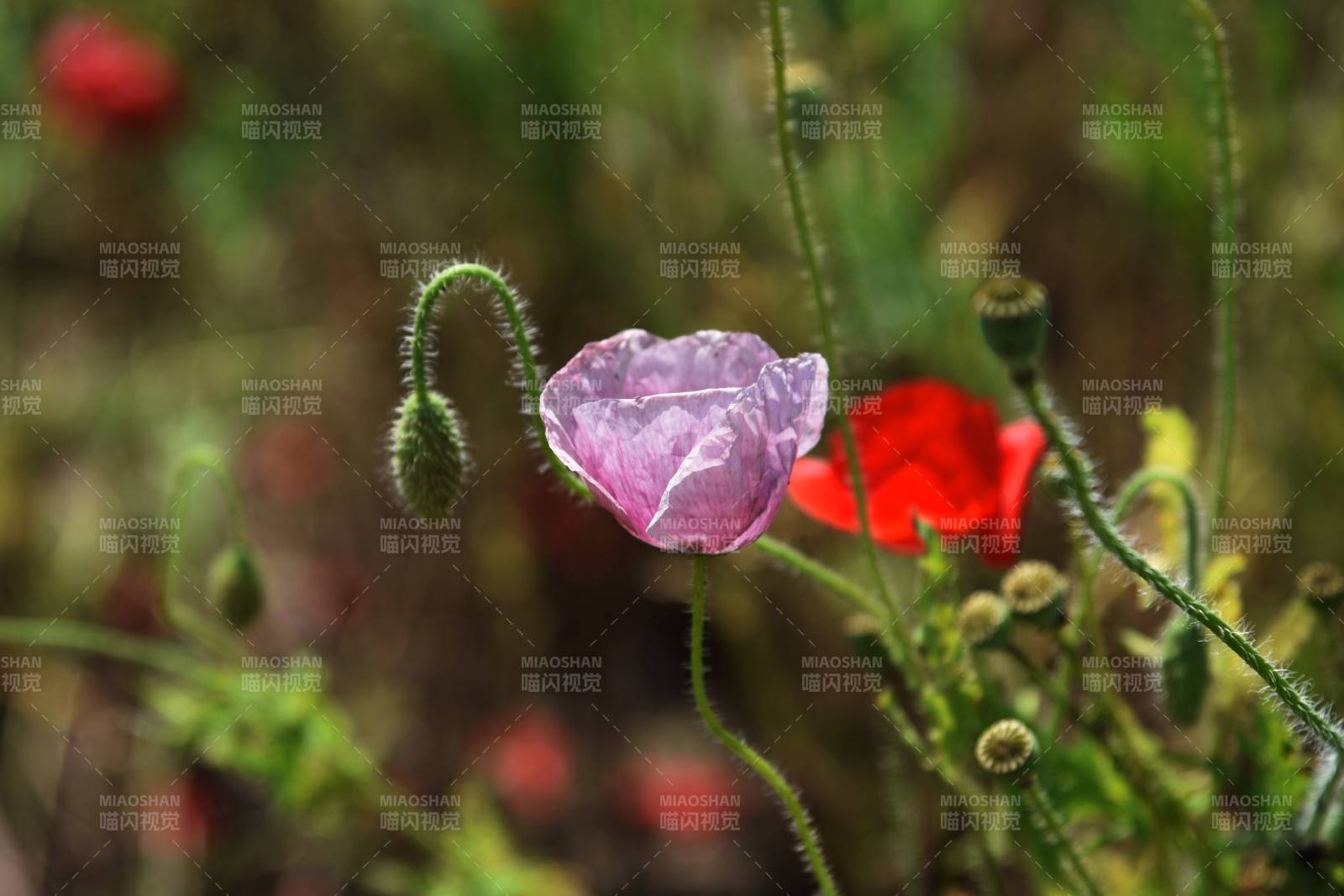 紫紅虞美人花綻放