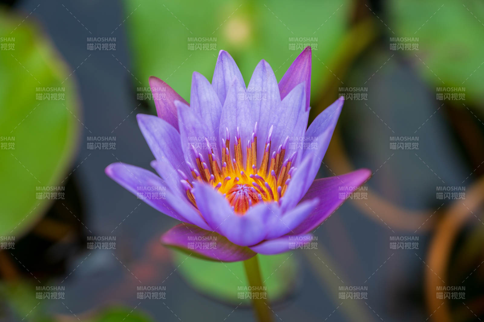 紫莲绽放水中央