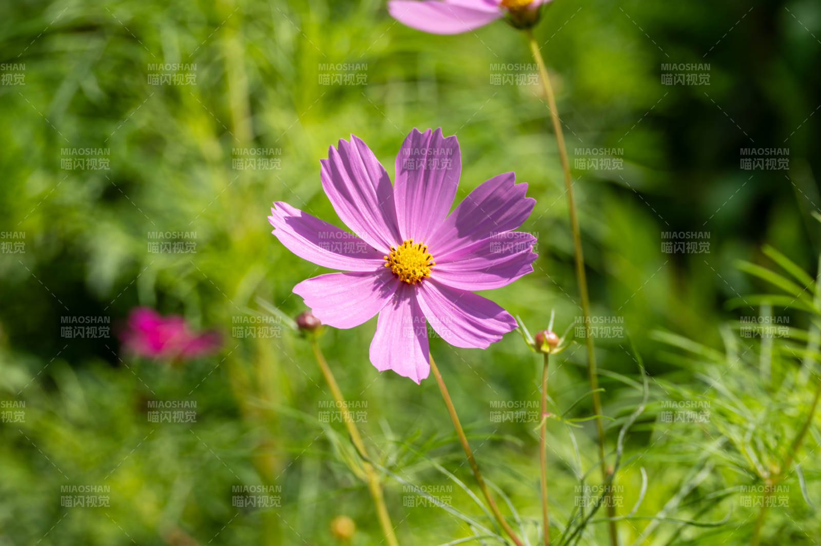 紫花綻放綠意中