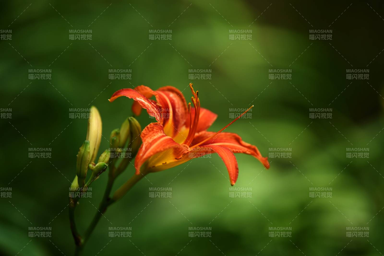 母親花萱草綻放綠意中