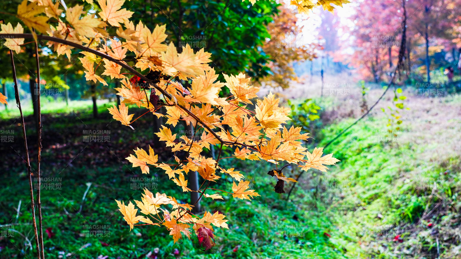 秋葉紛飛 景色宜人